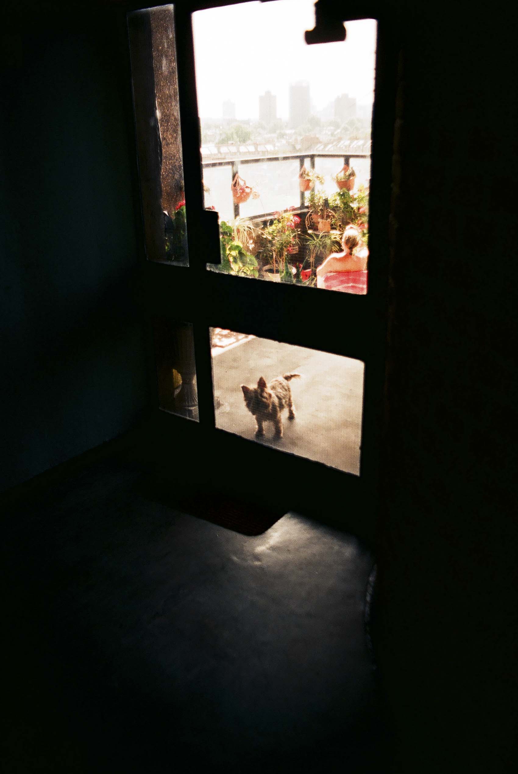 hello neighbor | dog looking trough glass door